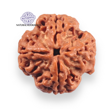 Load image into Gallery viewer, 4 Mukhi Rudraksha from Nepal - Bead No. 460