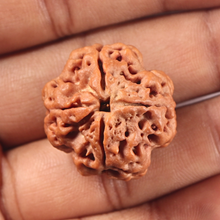 Load image into Gallery viewer, 4 Mukhi Rudraksha from Nepal - Bead No. 462