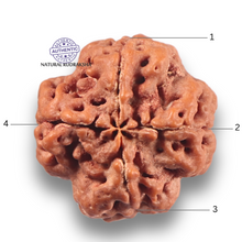 Load image into Gallery viewer, 4 Mukhi Rudraksha from Nepal - Bead No. 462