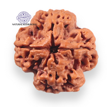 Load image into Gallery viewer, 4 Mukhi Rudraksha from Nepal - Bead No. 463