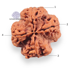 Load image into Gallery viewer, 4 Mukhi Rudraksha from Nepal - Bead No. 463