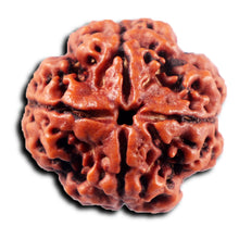 Load image into Gallery viewer, 4 Mukhi Rudraksha from Nepal - Bead No.415