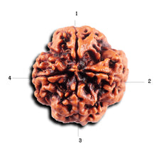 Load image into Gallery viewer, 4 Mukhi Rudraksha from Nepal - Bead No.416