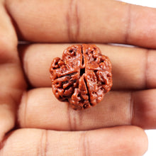 Load image into Gallery viewer, 4 Mukhi Rudraksha from Nepal - Bead No. 417
