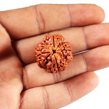 Load image into Gallery viewer, 4 Mukhi Rudraksha from Nepal - Bead No.418
