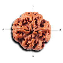 Load image into Gallery viewer, 4 Mukhi Rudraksha from Nepal - Bead No. 419