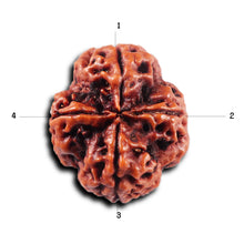 Load image into Gallery viewer, 4 Mukhi Rudraksha from Nepal - Bead No.423