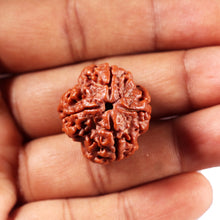 Load image into Gallery viewer, 4 Mukhi Rudraksha from Nepal - Bead No. 425