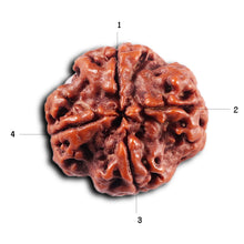 Load image into Gallery viewer, 4 Mukhi Rudraksha from Nepal - Bead No.427