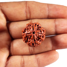 Load image into Gallery viewer, 4 Mukhi Rudraksha from Nepal - Bead No. 429