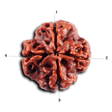 Load image into Gallery viewer, 4 Mukhi Rudraksha from Nepal - Bead No. 430
