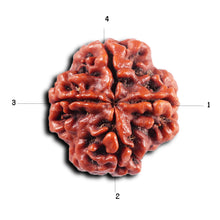 Load image into Gallery viewer, 4 Mukhi Rudraksha from Nepal - Bead No.431
