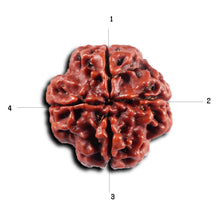 Load image into Gallery viewer, 4 Mukhi Rudraksha from Nepal - Bead No.432