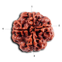 Load image into Gallery viewer, 4 Mukhi Rudraksha from Nepal - Bead No. 433