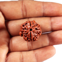 Load image into Gallery viewer, 4 Mukhi Rudraksha from Nepal - Bead No. 433