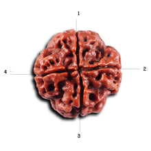 Load image into Gallery viewer, 4 Mukhi Rudraksha from Nepal - Bead No. 434