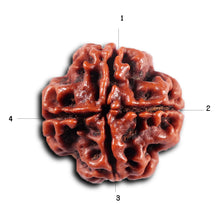 Load image into Gallery viewer, 4 Mukhi Rudraksha from Nepal - Bead No. 435