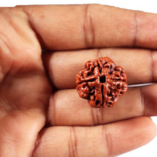 Load image into Gallery viewer, 4 Mukhi Rudraksha from Nepal - Bead No. 435