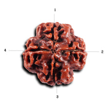 Load image into Gallery viewer, 4 Mukhi Rudraksha from Nepal - Bead No. 437