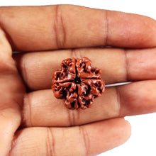 Load image into Gallery viewer, 4 Mukhi Rudraksha from Nepal - Bead No. 437