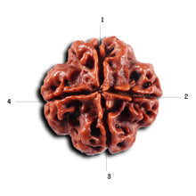 Load image into Gallery viewer, 4 Mukhi Rudraksha from Nepal - Bead No. 438