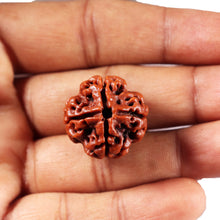 Load image into Gallery viewer, 4 Mukhi Rudraksha from Nepal - Bead No. 438