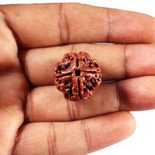 Load image into Gallery viewer, 4 Mukhi Rudraksha from Nepal - Bead No.439