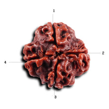 Load image into Gallery viewer, 4 Mukhi Rudraksha from Nepal - Bead No. 440
