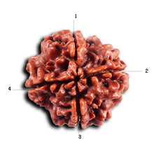Load image into Gallery viewer, 4 Mukhi Rudraksha from Nepal - Bead No. 442