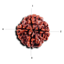Load image into Gallery viewer, 4 Mukhi Rudraksha from Nepal - Bead No. 443