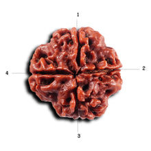 Load image into Gallery viewer, 4 Mukhi Rudraksha from Nepal - Bead No. 444