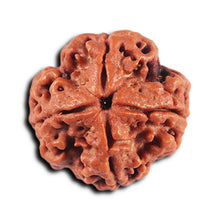 Load image into Gallery viewer, 4 Mukhi Rudraksha from Nepal - Bead No. 355