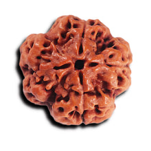 Load image into Gallery viewer, 4 Mukhi Rudraksha from Nepal - Bead No. 367