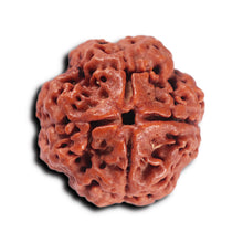 Load image into Gallery viewer, 4 Mukhi Rudraksha from Nepal - Bead No. 376