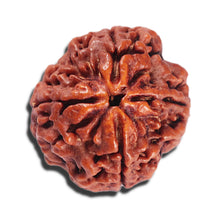 Load image into Gallery viewer, 4 Mukhi Rudraksha from Nepal - Bead No.381