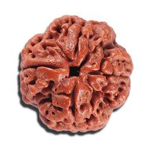 Load image into Gallery viewer, 4 Mukhi Rudraksha from Nepal - Bead No. 382
