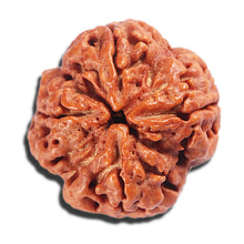 Load image into Gallery viewer, 4 Mukhi Rudraksha from Nepal - Bead No. 389