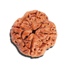 Load image into Gallery viewer, 4 Mukhi Rudraksha from Nepal - Bead No. 390