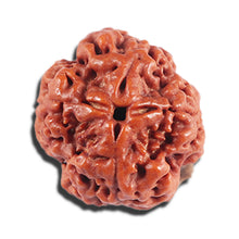 Load image into Gallery viewer, 4 Mukhi Rudraksha from Nepal - Bead No. 396