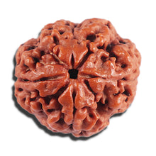 Load image into Gallery viewer, 4 Mukhi Rudraksha from Nepal - Bead No. 401