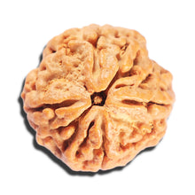 Load image into Gallery viewer, 4 Mukhi Rudraksha from Nepal - Bead No. 402