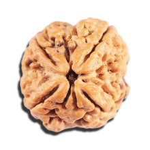 Load image into Gallery viewer, 4 Mukhi Rudraksha from Nepal - Bead No. 406