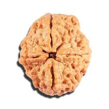Load image into Gallery viewer, 4 Mukhi Rudraksha from Nepal - Bead No. 407