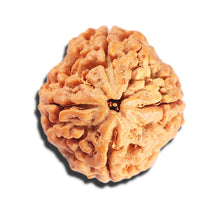 Load image into Gallery viewer, 4 Mukhi Rudraksha from Nepal - Bead No.411