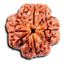 Load image into Gallery viewer, 4 Mukhi Rudraksha from Nepal - Bead No.418