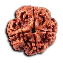 Load image into Gallery viewer, 4 Mukhi Rudraksha from Nepal - Bead No. 421