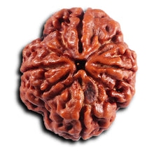 Load image into Gallery viewer, 4 Mukhi Rudraksha from Nepal - Bead No.423