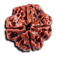 Load image into Gallery viewer, 4 Mukhi Rudraksha from Nepal - Bead No.432
