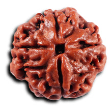 Load image into Gallery viewer, 4 Mukhi Rudraksha from Nepal - Bead No. 433