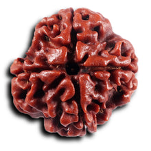 Load image into Gallery viewer, 4 Mukhi Rudraksha from Nepal - Bead No. 440